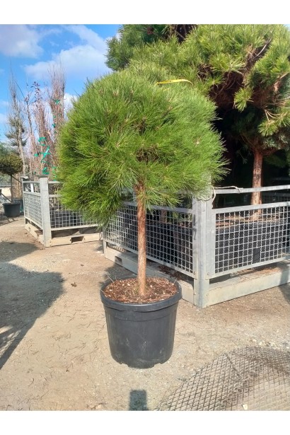 Pinus nigra Brepo on shtambe